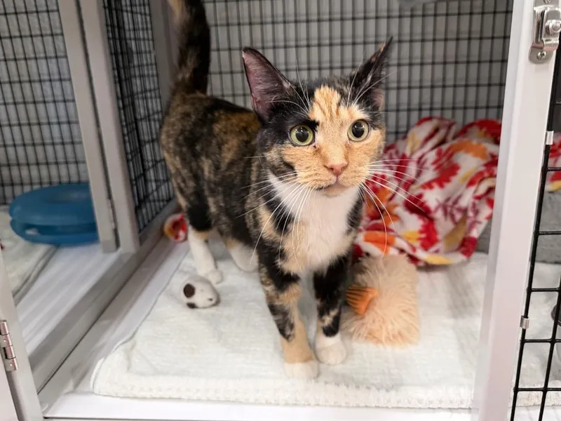 A young medium-sized female Domestic Short Hair cat named Purrdy for adoption in Raleigh, NC