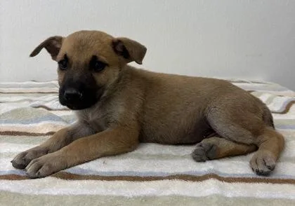 A young medium-sized female Shepherd dog named Clarabel for adoption in Phoenix, AZ