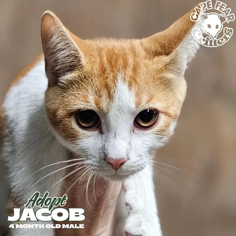 A baby small-sized male Orange & White Domestic Short Hair cat named Jacob for adoption in Wilmington, NC
