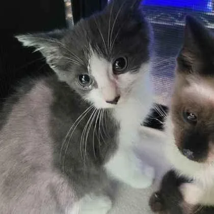 A baby small-sized male Domestic Short Hair cat named Pork Bun for adoption in Memphis, TN
