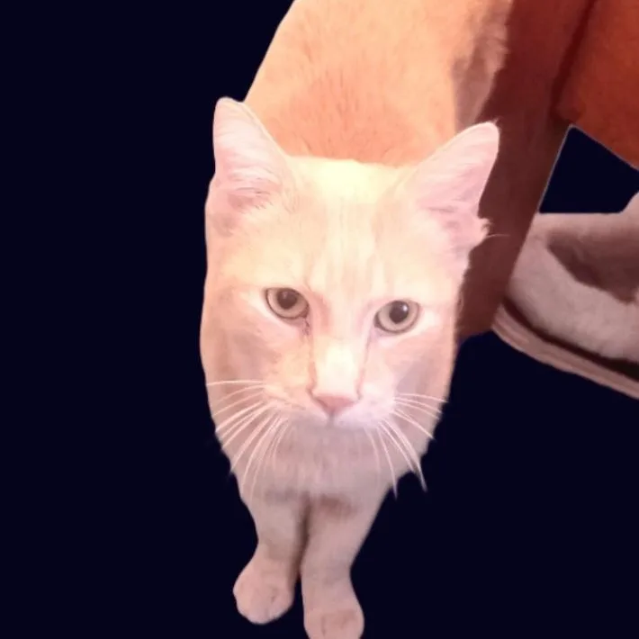 Simbalook No Further For thumbnail 4