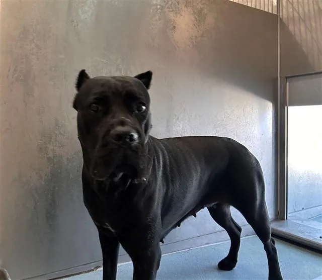 A young medium-sized female Cane Corso dog named Zara for adoption in Baldwin Park, CA
