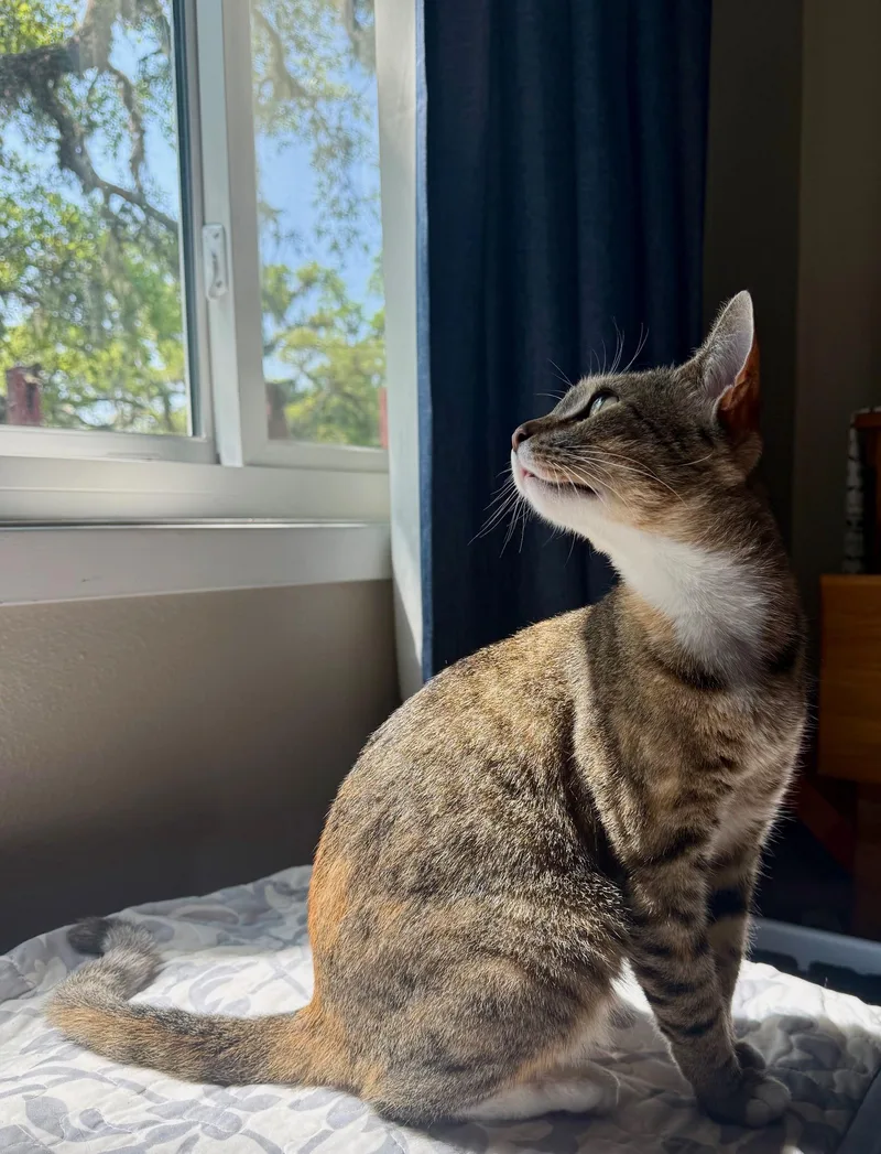 A young medium-sized female Tabby (Leopard / Spotted) Domestic Short Hair cat named Sunny for adoption in Angleton, TX