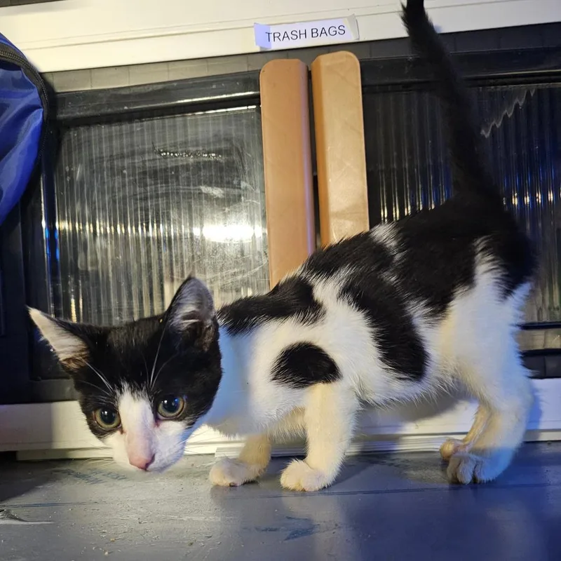 A baby small-sized female Black Domestic Short Hair cat named Ember for adoption in mount vernon, AR