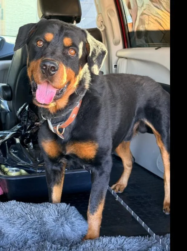 A young large-sized male Brown / Chocolate Rottweiler dog named Balboa for adoption in Gilbert, AZ