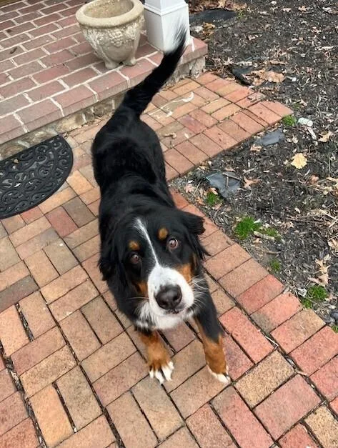 An adult large-sized female Tricolor (Brown, Black, & White) Bernese Mountain Dog dog named Beverly for adoption in Washington, DC
