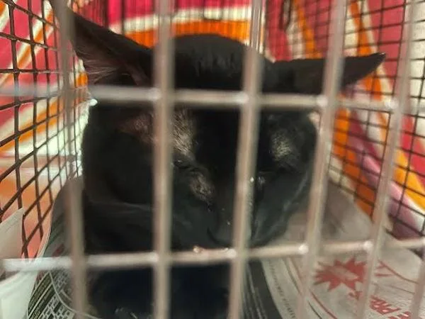 An adult small-sized male Domestic Short Hair cat named Obsidian for adoption in Austin, TX