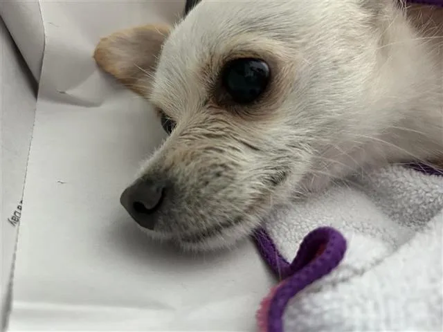 An adult small-sized male Chihuahua dog named Chacho for adoption in San Antonio, TX