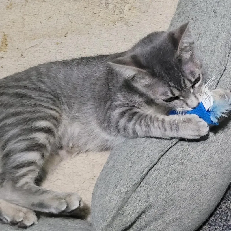 A young small-sized female Gray / Blue / Silver Domestic Short Hair cat named Ruth for adoption in Traverse City, MI