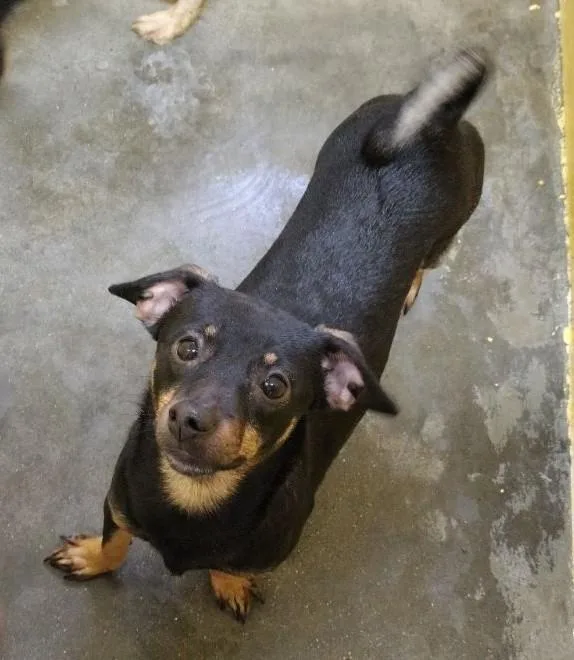 A young small-sized male Bicolor Miniature Pinscher dog named Raccoon for adoption in Wahpeton, ND