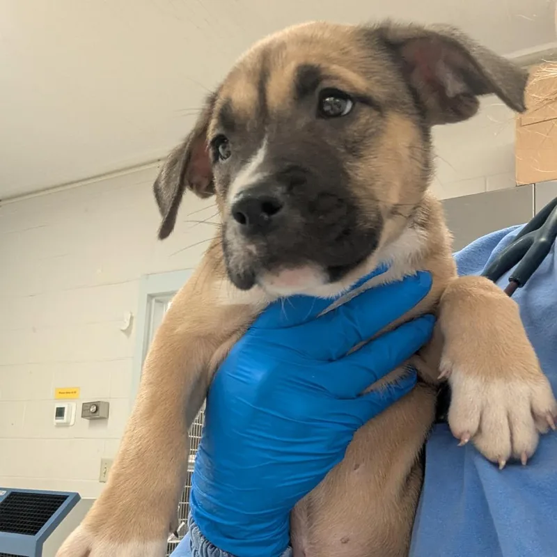 A baby small-sized female Brown / Chocolate Pit Bull Terrier dog named Ariadne for adoption in Indianapolis, IN