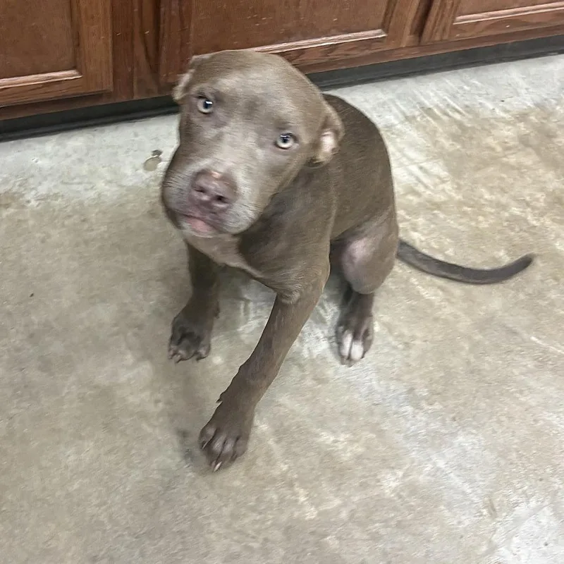 A young medium-sized female Pit Bull Terrier dog named Beta U for adoption in Tupelo, MS