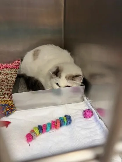A young medium-sized female Persian cat named Mama for adoption in Baraboo, WI