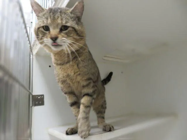 An adult medium-sized male Domestic Short Hair cat named Mr.kittle for adoption in Oklahoma City, OK