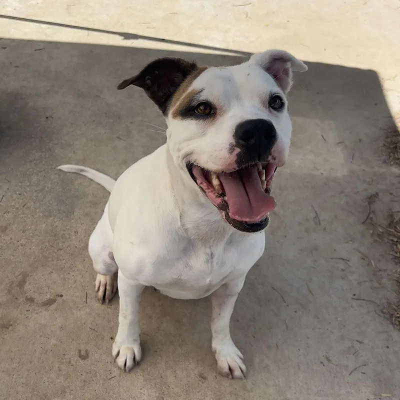 An adult medium-sized female White / Cream Boxer dog named Baby for adoption in Weatherford, TX
