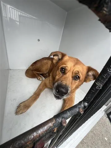 An adult medium-sized male German Shepherd Dog dog named A for adoption in Houston, TX