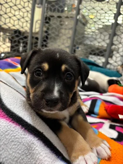 A baby small-sized male Mixed Breed dog named Starch for adoption in Chamblee, GA