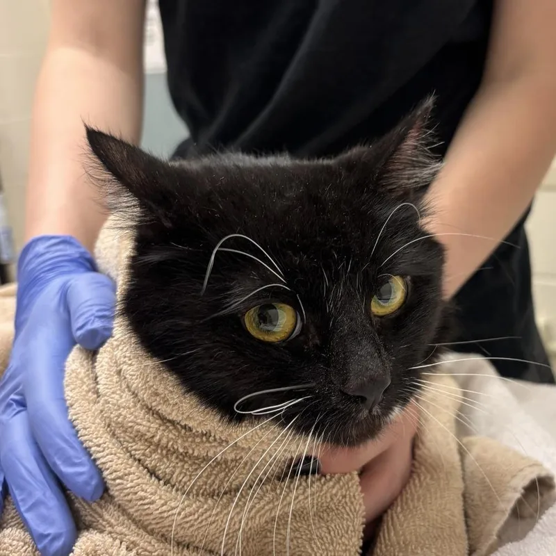 A senior medium-sized female Black Domestic Short Hair cat named Widow for adoption in Murray, UT