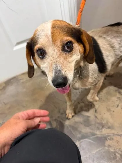An adult medium-sized female Beagle dog named Ms. Thing for adoption in Munfordville, KY