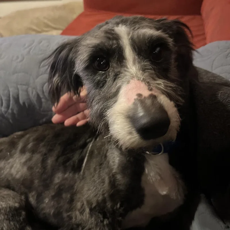 A young small-sized male Black Scottish Terrier dog named Odin for adoption in Kokomo, IN