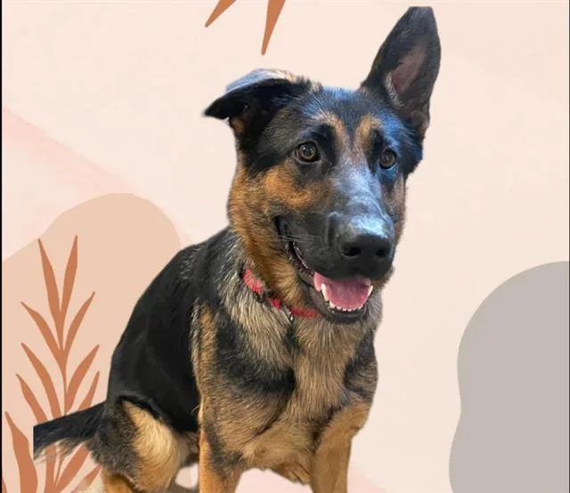 A young large-sized female German Shepherd Dog dog named T.y. for adoption in Auburn, CA