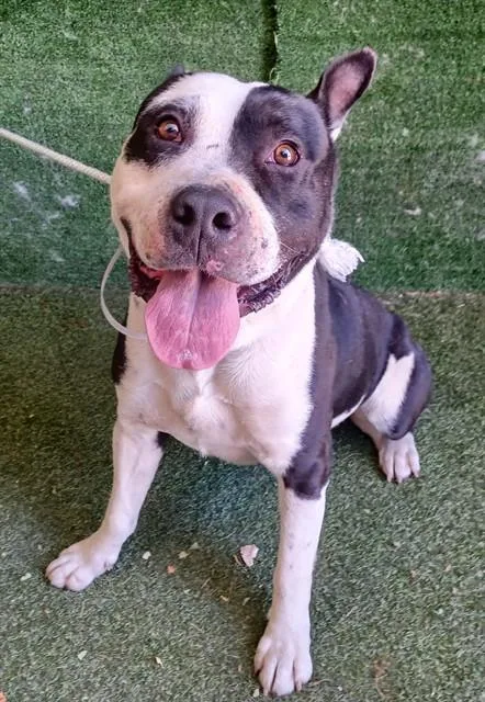 A young large-sized male Pit Bull Terrier dog named Jack for adoption in Lancaster, CA