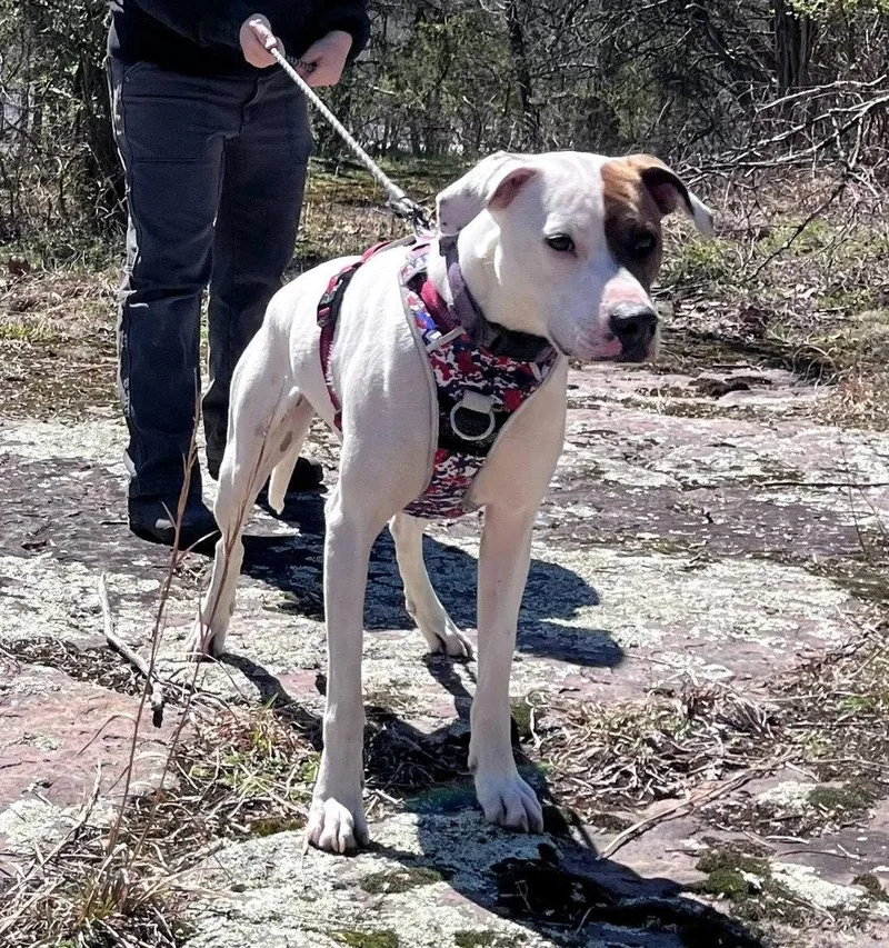 An adult medium-sized female Beagle dog named Abby for adoption in Hinton, WV