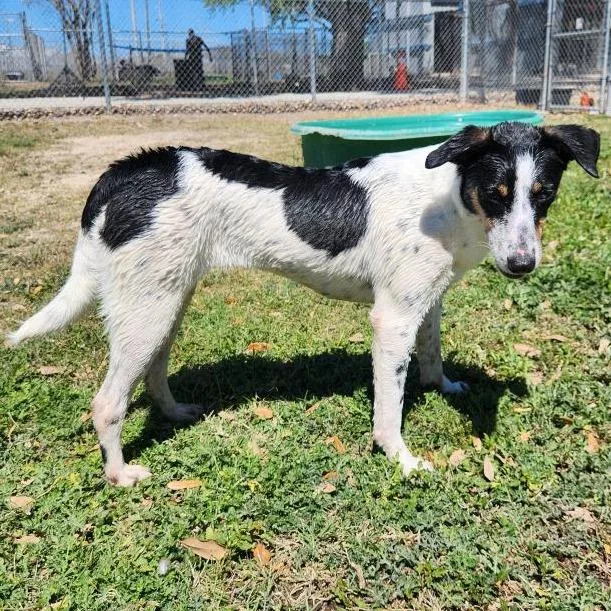 Penelope thumbnail 2