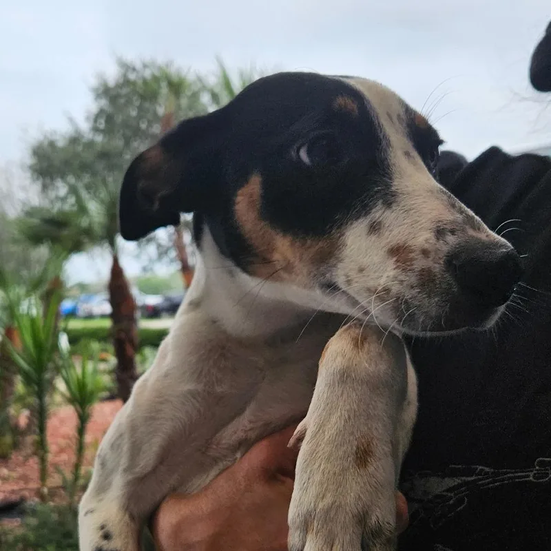 Penelope thumbnail 3