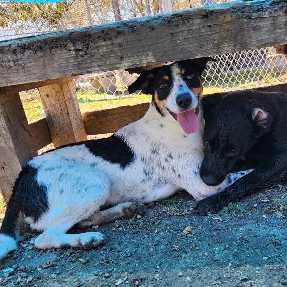 Penelope thumbnail 5