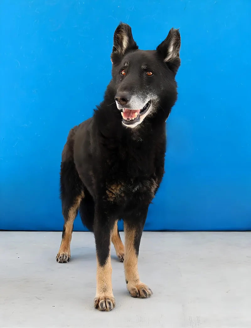 A senior medium-sized male German Shepherd Dog dog named Max for adoption in Pasadena, CA