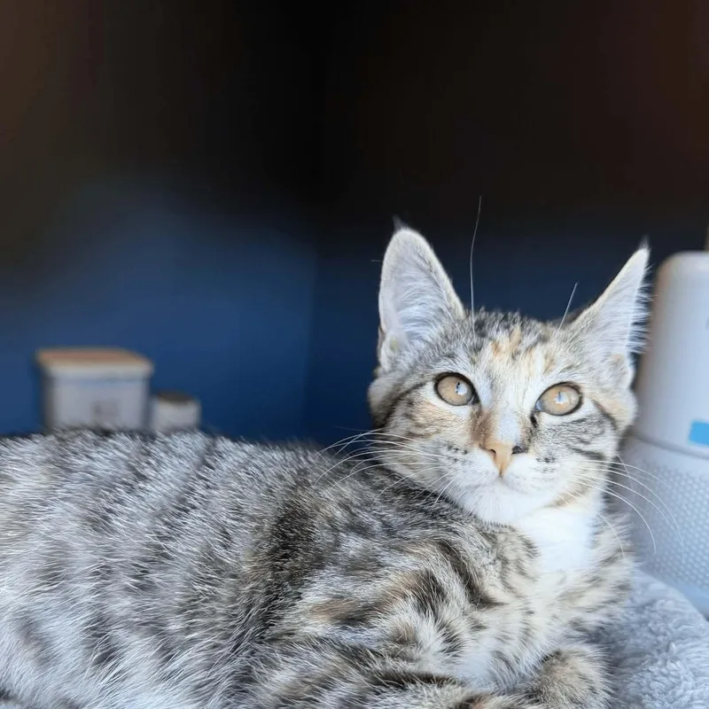A baby small-sized female Tabby (Gray / Blue / Silver) Tabby cat named Kona for adoption in Gladstone, OR