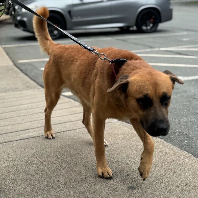 An adult large-sized male Mixed Breed dog named Tobby for adoption in Winston-Salem, NC