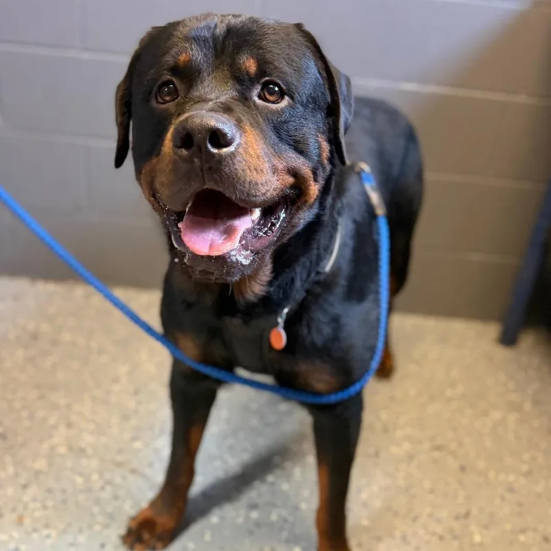 An adult extra large-sized male Black Rottweiler dog named Sam for adoption in Tuscaloosa, AL