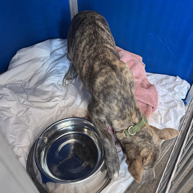 A young medium-sized female Brown / Chocolate Mixed Breed dog named Trixie for adoption in Las Cruces, NM