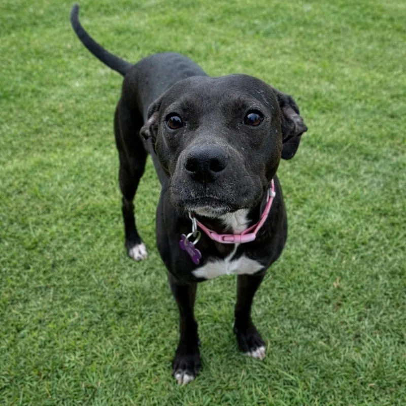 An adult medium-sized female Black Terrier dog named Prima for adoption in Springfield, MO