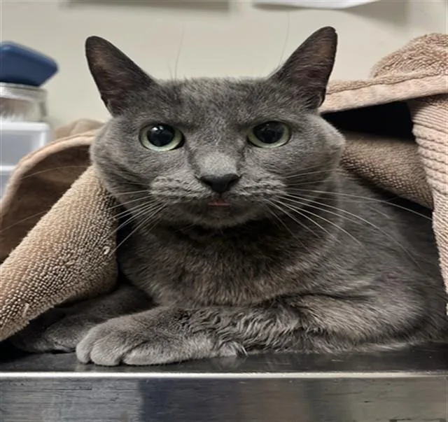 An adult small-sized female Domestic Short Hair cat named Dove for adoption in Naples, FL