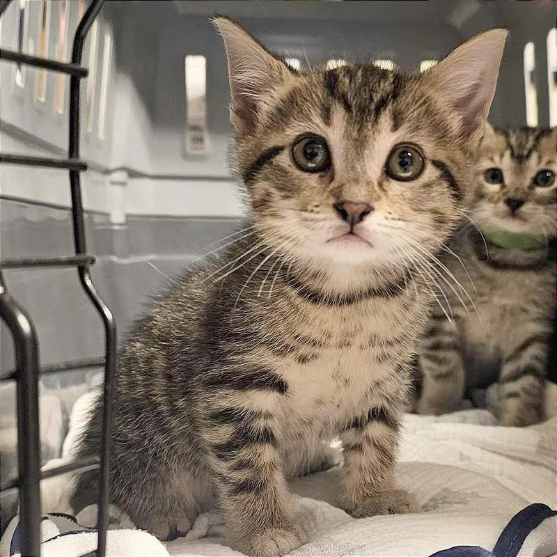 A baby small-sized female Brown / Chocolate Domestic Short Hair cat named Miriam for adoption in Hendersonville, NC