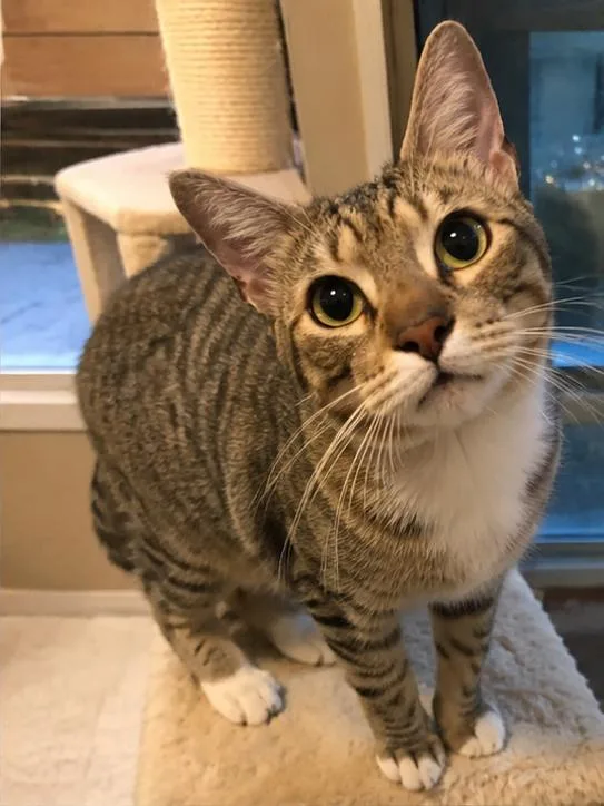 A young medium-sized male Tabby (Brown / Chocolate) Domestic Short Hair cat named Santi for adoption in Hopkinton, MA