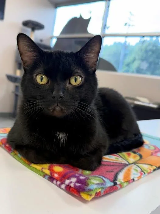An adult large-sized male Black Domestic Short Hair cat named Panda for adoption in Madison, WI