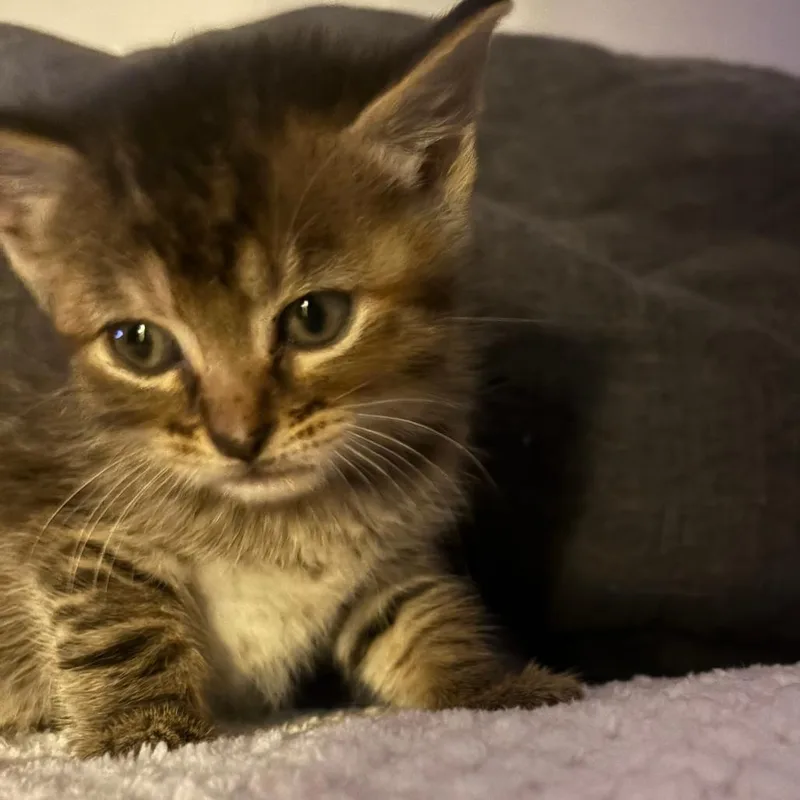 A baby small-sized female Brown / Chocolate Domestic Medium Hair cat named Audrey for adoption in Greensboro, NC