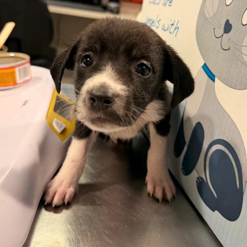 A baby medium-sized female Australian Cattle Dog / Blue Heeler dog named Jessica for adoption in Tampa, FL
