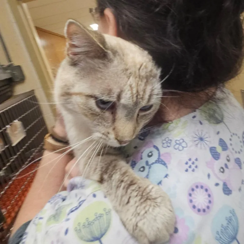 A young small-sized male Buff / Tan / Fawn Domestic Short Hair cat named Smores for adoption in Ringtown, PA