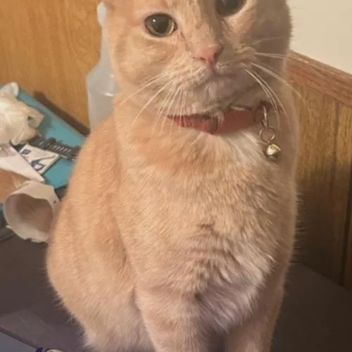 A young medium-sized male Tabby (Orange / Red) Tabby cat named Fig for adoption in Gilbert, AZ