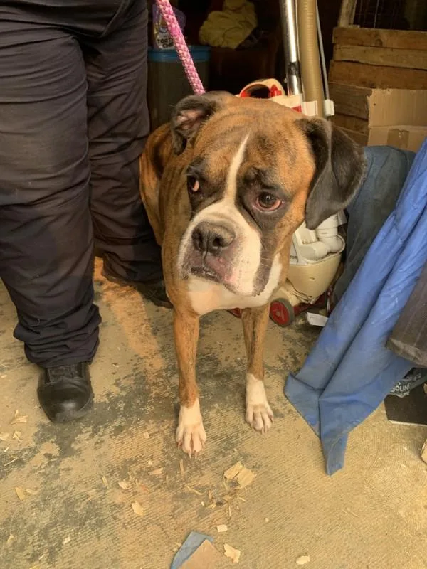 An adult large-sized female Boxer dog named A for adoption in Salisbury, MD