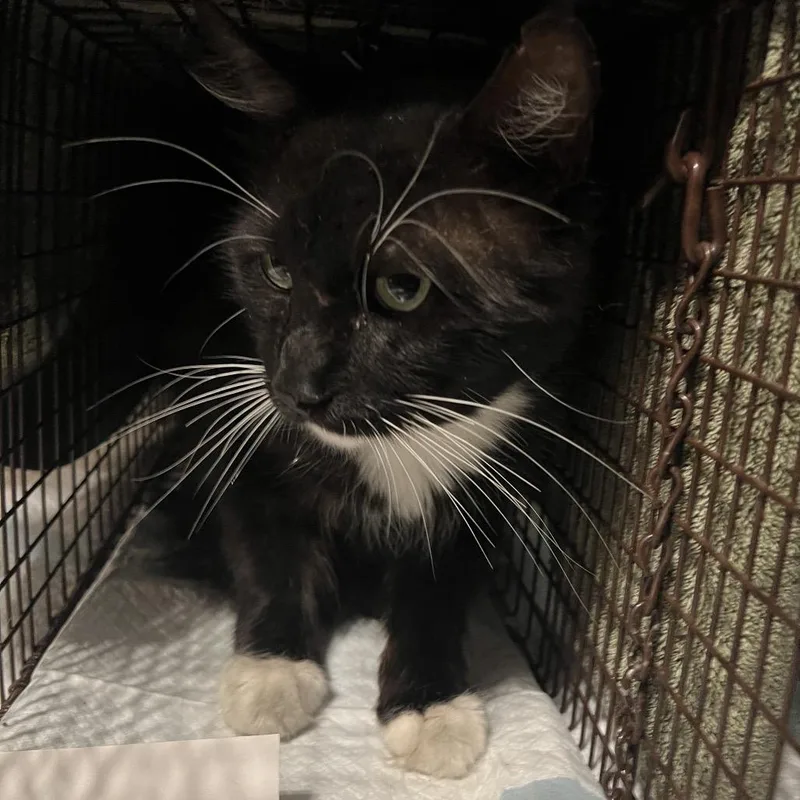 An adult small-sized male Black Domestic Long Hair cat named Gokart for adoption in San Antonio, TX