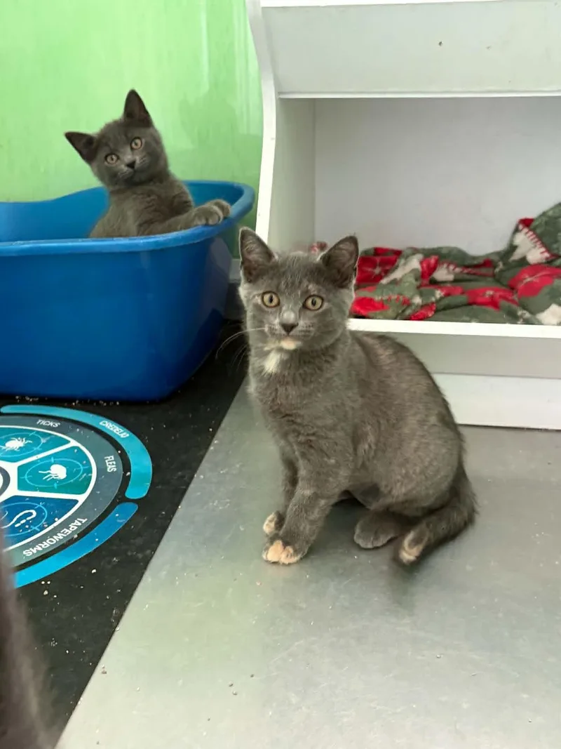 A baby medium-sized female Dilute Tortoiseshell American Shorthair cat named Jan Brady for adoption in Barboursville, WV