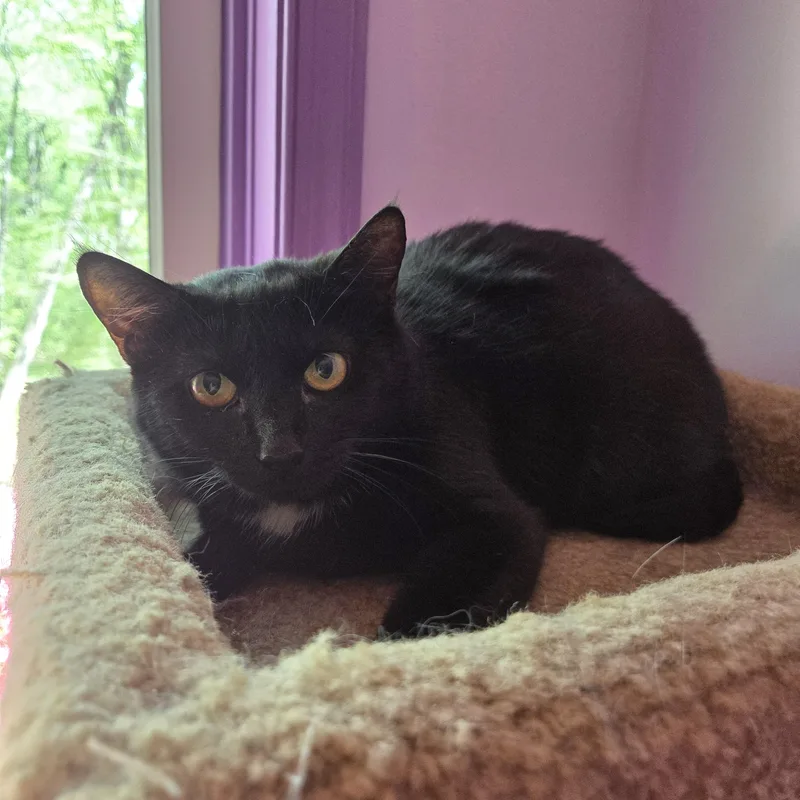 An adult medium-sized female Black Domestic Short Hair cat named Solei for adoption in Great Mills, MD
