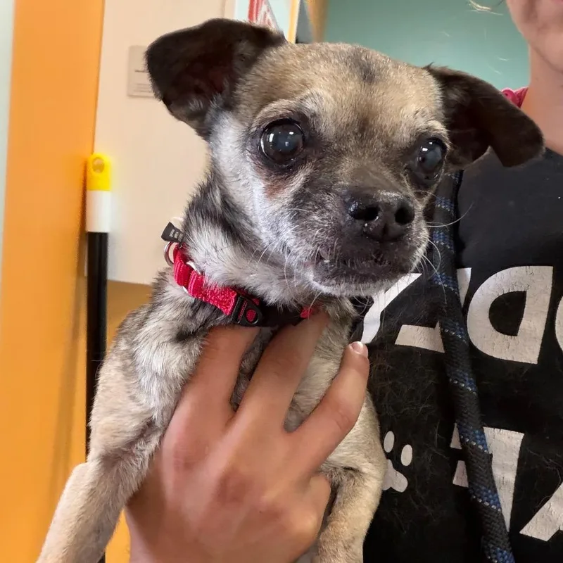 A senior small-sized female Yellow / Tan / Blond / Fawn Chihuahua dog named Duna for adoption in Palm Springs, CA