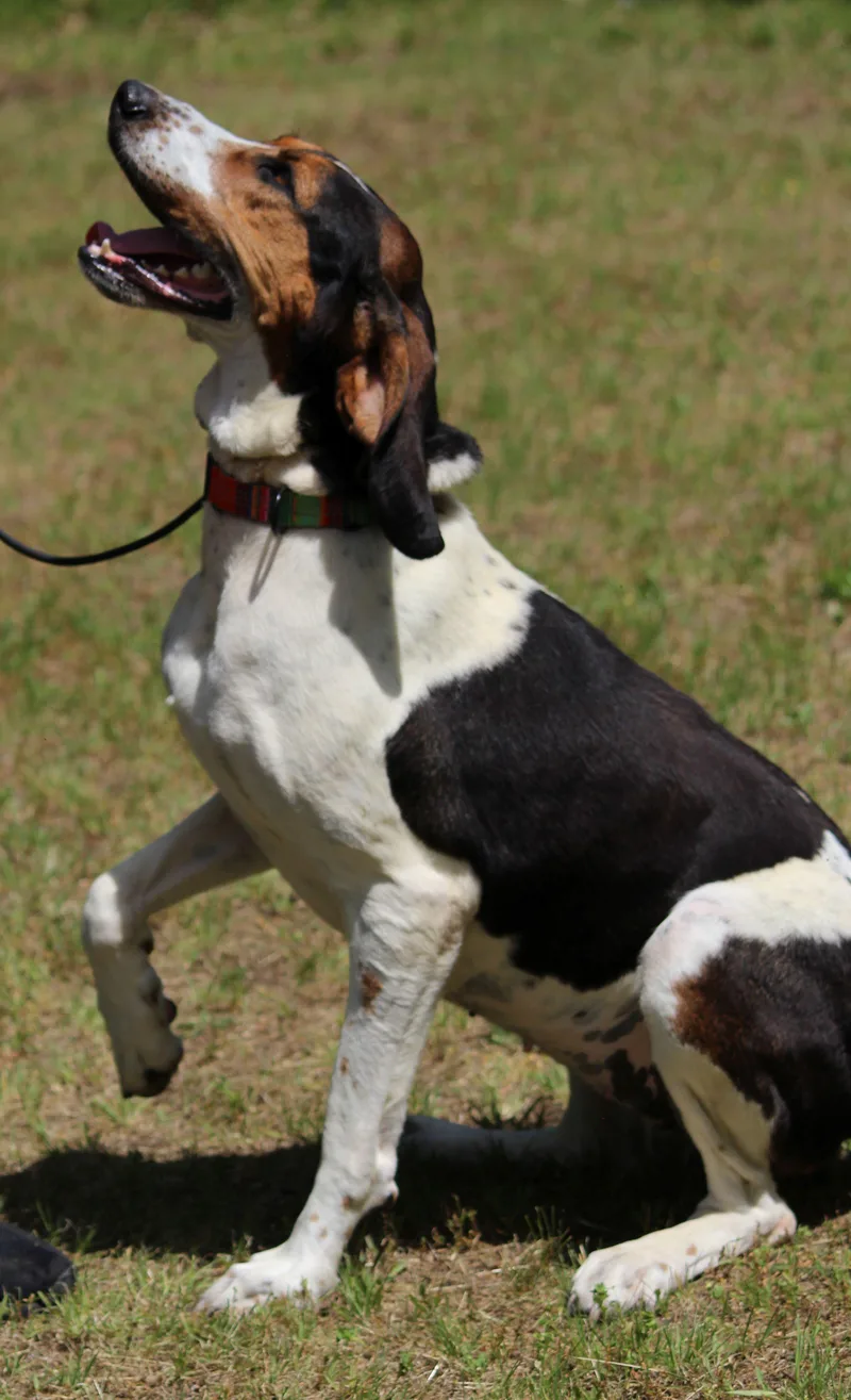 An adult large-sized female Tricolor (Brown, Black, & White) Treeing Walker Coonhound dog named June Carter for adoption in Portage, WI